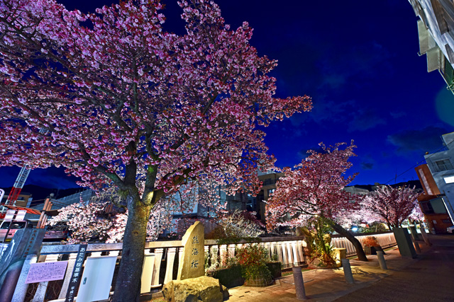 あたみ桜のライトアップ
