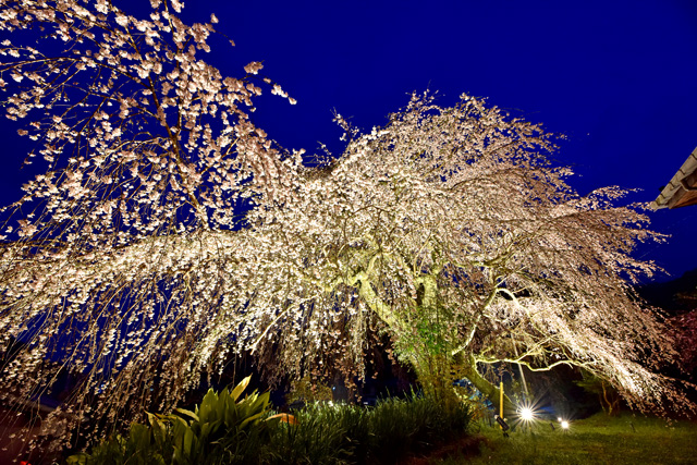 旧船原小跡の夜桜ライトアップ