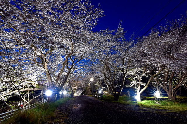 戸田大川沿いの桜ライトアップ