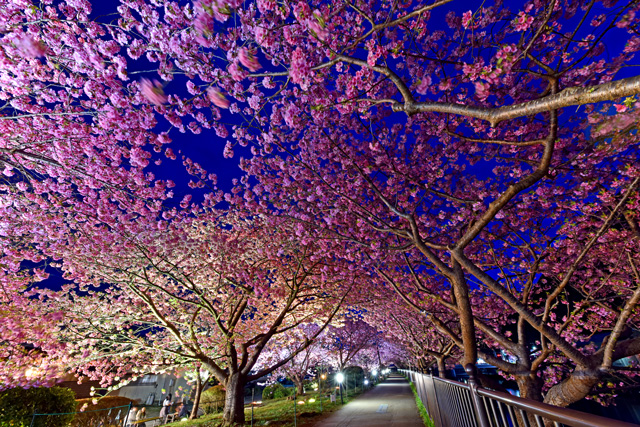 河津桜の夜桜ライトアップ
