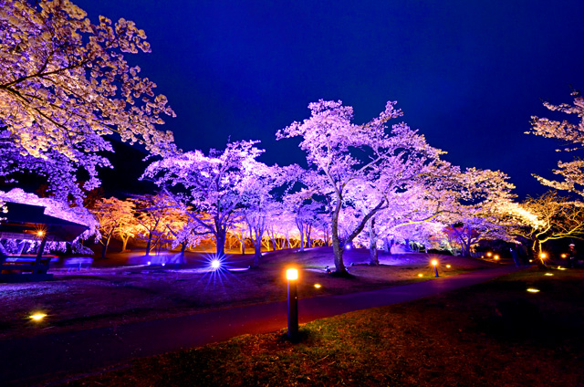 さくらの里の夜桜ライトアップ