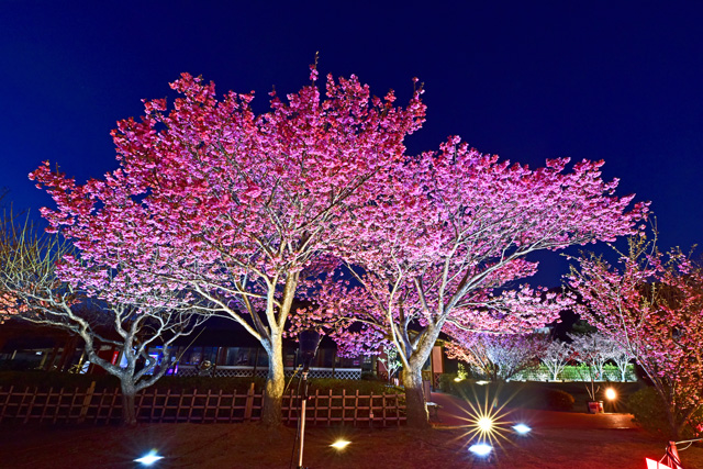 土肥桜のライトアップ