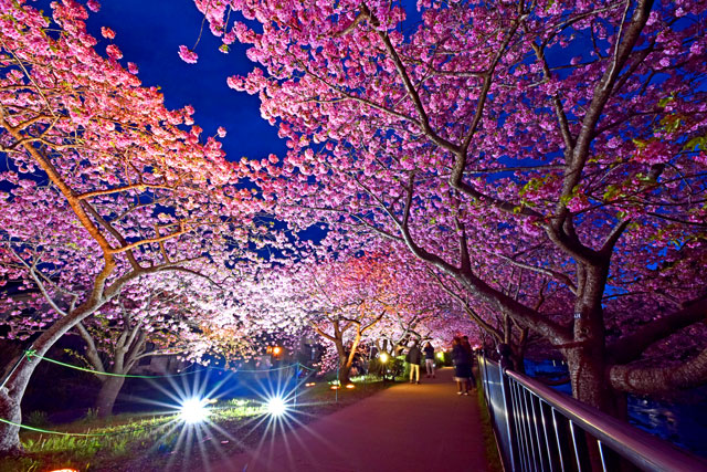 夜桜ライトアップ