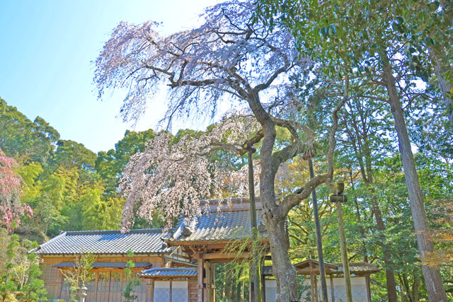 報本寺のしだれ桜