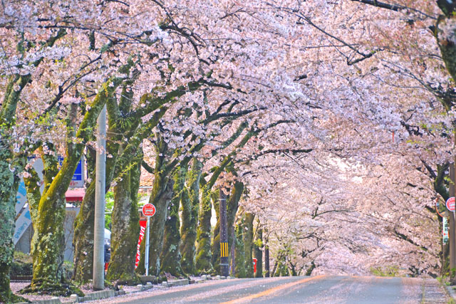 伊豆高原桜並木