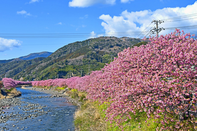 河津桜