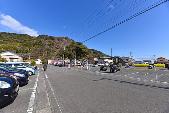 河津桜駐車場