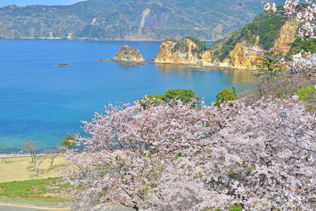 黄金崎公園の桜
