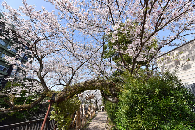松川遊歩道の桜