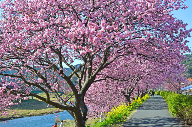 みなみの桜と菜の花まつり