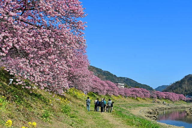 みなみの桜と菜の花まつり