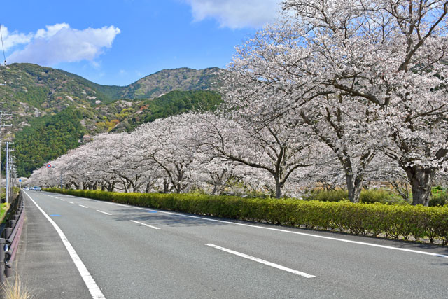 那賀川堤の桜並木