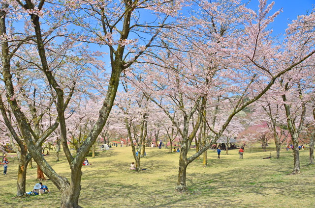 さくらの里の桜
