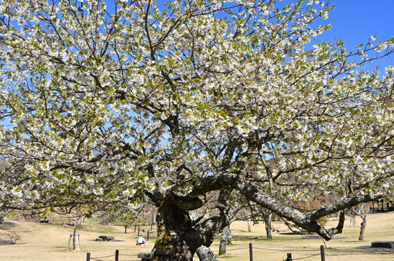 さくらの里の早咲き大島桜