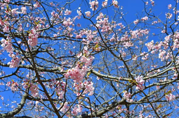さくらの里のあたみ桜