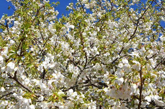 さくらの里の大島桜