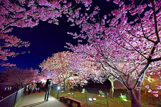 河津桜のライトアップ