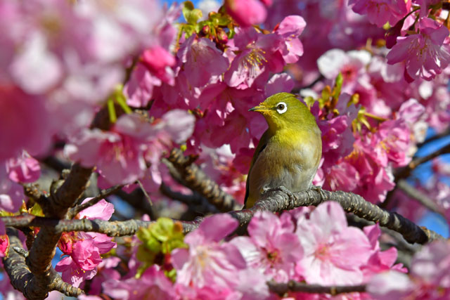 白浜桜の里のメジロ